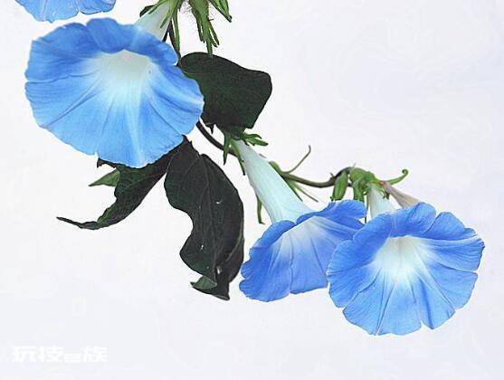 牵牛花是什么季节开的(花期盛开在每年6-10月)-图片1